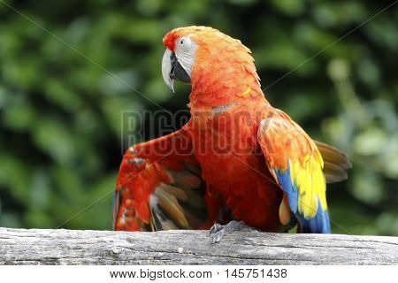 macaw parrot perched on a branch looks curious