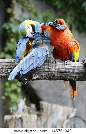 two macaw parrots of different colors share the same branch