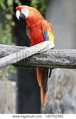 macaw parrot perched on a branch looks curious