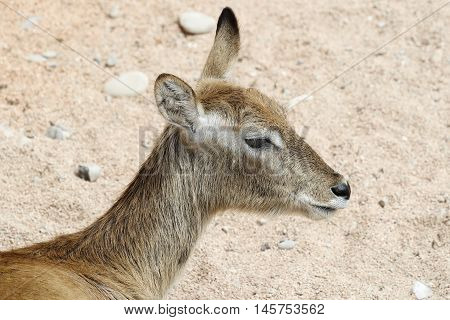 female african antelope resting near the lake