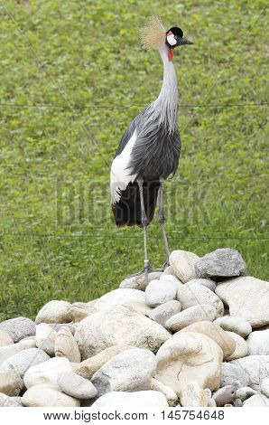 A beautiful crowned cranes over the rocks