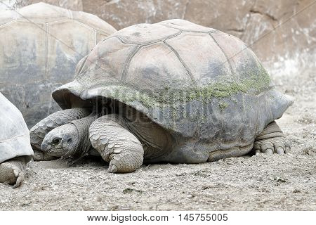 a group of large land turtle for moving slowly on the sandy ground