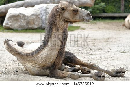 A camel rests lying on the ground