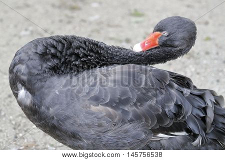 sculptural installation of a black swan stretching its long neck