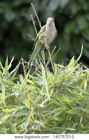 a parakeet monaco clinging to a thin branch