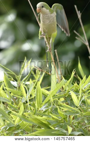 A monk parakeet clinging to a twig