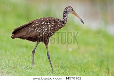 Limpkin (aramus Guarauna)