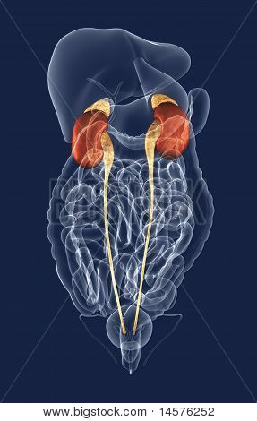 Kidneys In Relation To Other Organs