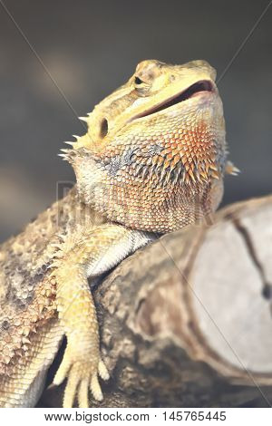 A colorful red tegu lizard remains motionless