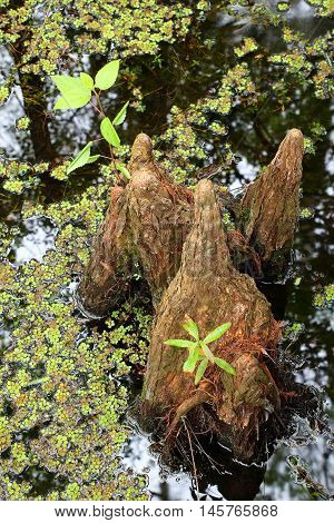 Bald Cypress Knees Growing In A Swampy Area