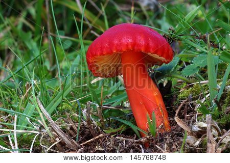 hygrocybe coccinea, fungi. mushroom, red, magic, grass, moss, beauty, forest