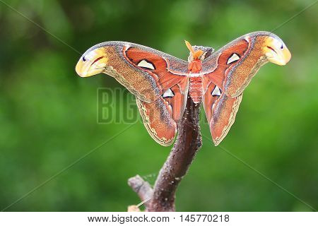 attacus atlas, butterfly, night, orange, red, nature, macro, beauty, green, forest