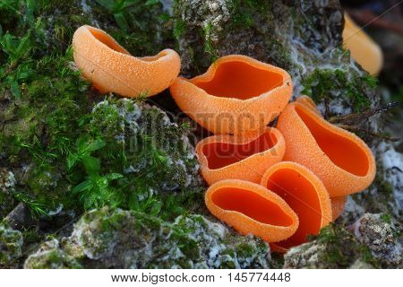 aleuria aurantia, fungi, mushroom, orange group, forest, magic, beauty