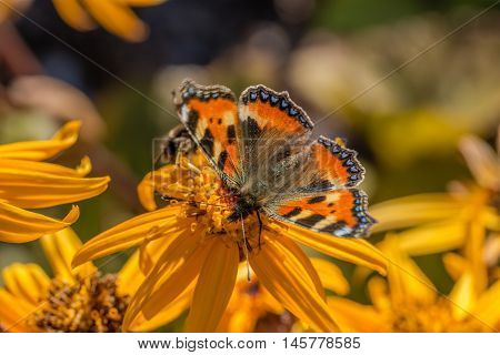 the small tortoiseshell on orange leopardplant flower