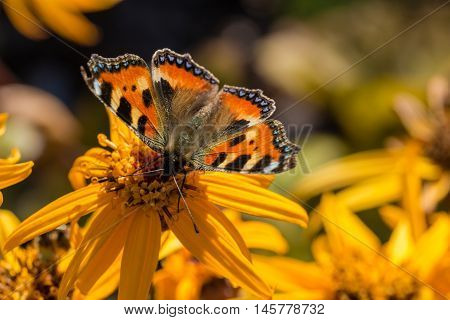 the small tortoiseshell on orange leopardplant flower