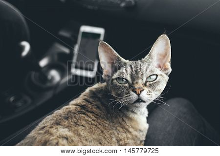 Cat is traveling in a car. Adorable devon rex cat is sitting on a lap and enjoying the road. Road tripping with your cat can be fun