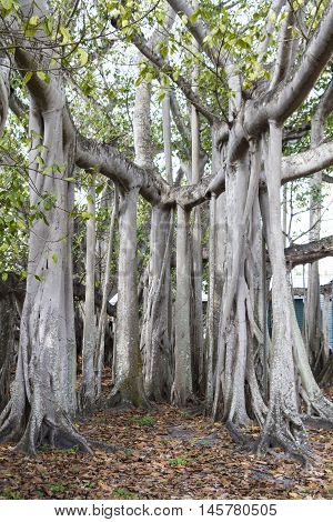 Complicated Banyan tree in Fort Meyers Florida