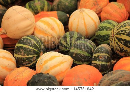 Various sorts of pumpkins for fall decorations
