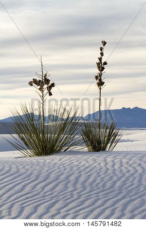 Yucca at White Sands National Monument near Alamogordo New Mexico
