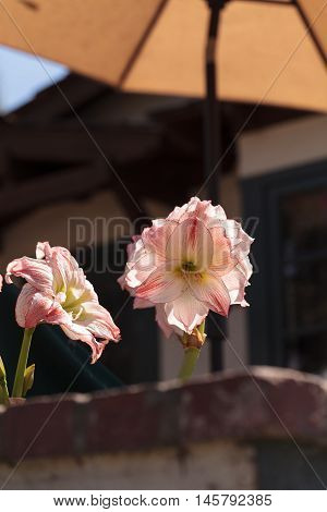 Red and white Easter lily flower Lilium longiflorum blooms on a patio under an umbrella