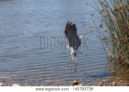 Great blue heron bird, Ardea herodias, in the wild, taking off to fly at a marsh in Bolsa Chica wetlands in Huntington Beach, California, United States