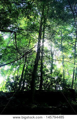 peaceful nature hike through beautiful Ohiopyle Pennsylvania
