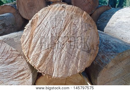 Stacked rough cut logs from a Pennsylvania farm