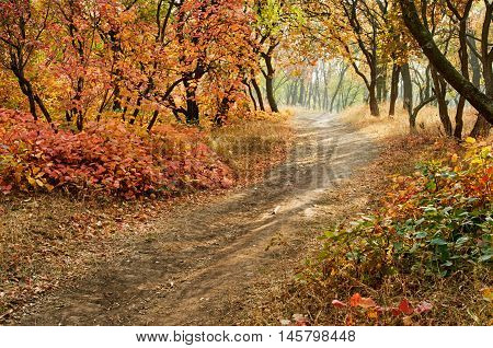 Autumn park trees in autumn landscape. footpath