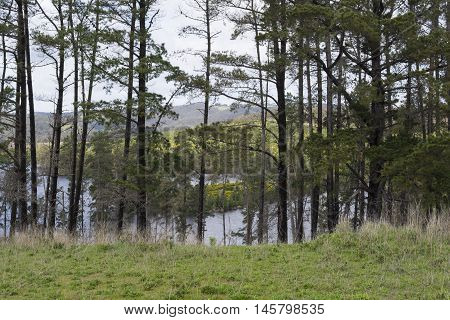 Trees and foliage surrounding the Myponga Reservoir South Australia