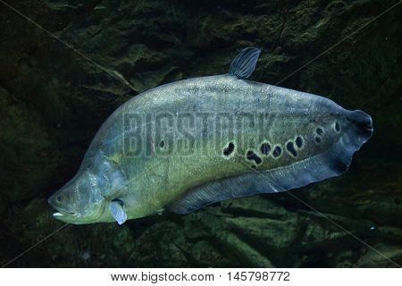 Clown knifefish (Chitala ornate), also known as the spotted knifefish. Wildlife animal. 