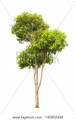 Close up Tree isolated on white background