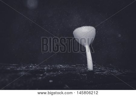 the unique champagne mushroom found in Thiland