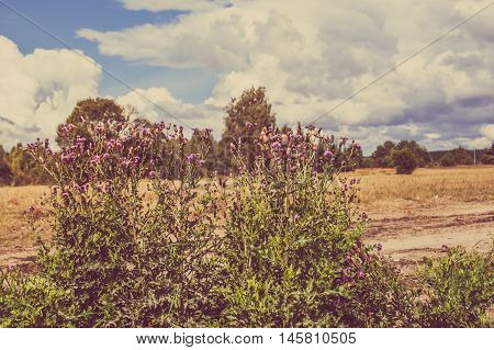Thistle bushes surrounded by rural scene of grassland and forest in autumn, landscape, Poland