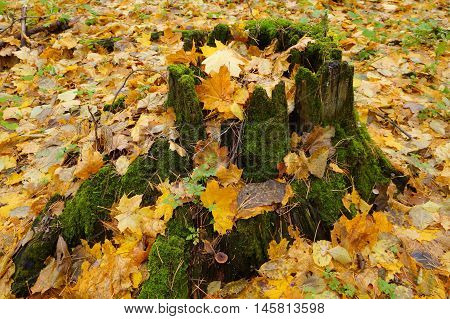 Mossy stump covered with yellow fallen leafs in autumn forrest