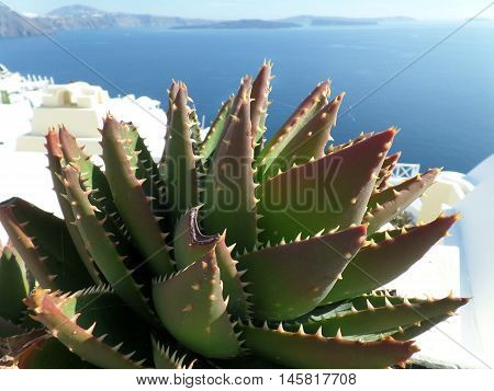 Green Aloevera Againt Blue Aegean Sea at Santorini Island, Greece