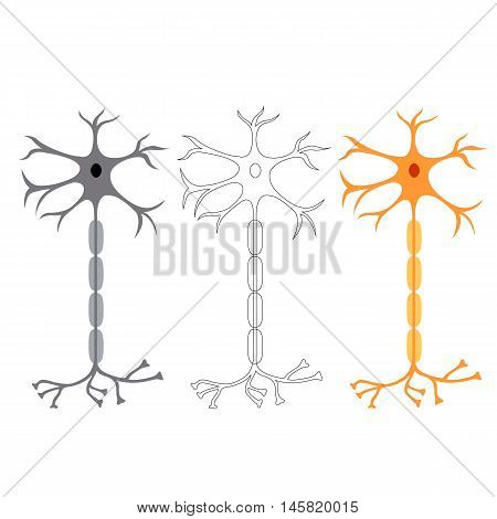 nerve cells neurons, isolated on white background