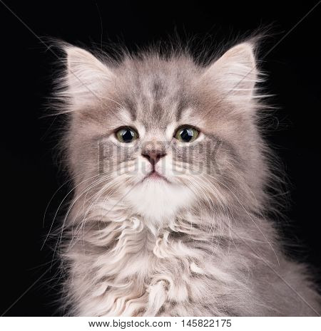 Cute fluffy grey kitten over black background