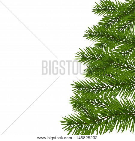 Green lush spruce branch. Fir branches. Isolated on white vector illustration