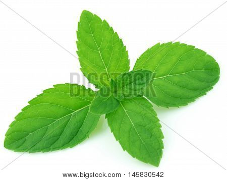 Nausea & Headache: Mint leaves especially freshly crushed leaves helps you deal with nausea and headache. The strong and refreshing aroma of mint is a quick and effective remedy for nausea.
