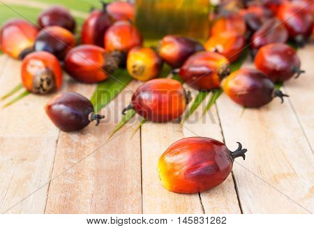 Commercial Palm Oil Cultivation. Since Palm Oil Contains More Saturated Fats Than Oils Made From Can
