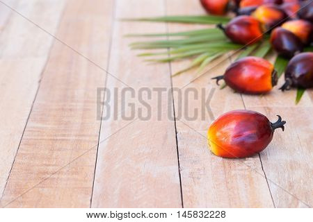 Commercial Palm Oil Cultivation. Since Palm Oil Contains More Saturated Fats Than Oils Made From Can