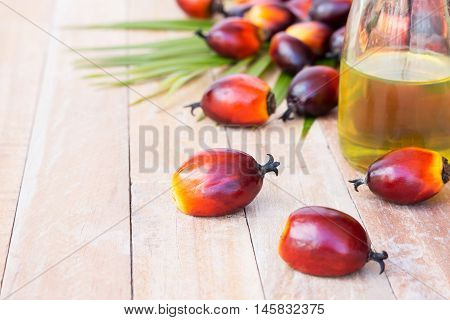 Commercial Palm Oil Cultivation. Since Palm Oil Contains More Saturated Fats Than Oils Made From Can