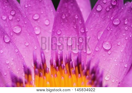 Water drop on colorful purple water lily
