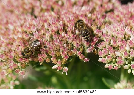 Bee on a flower of the Sedum (Stonecrop) in blossom. Macro of honey bee (Apis) feeding on pink (rose) flower. two beies and autumn flower