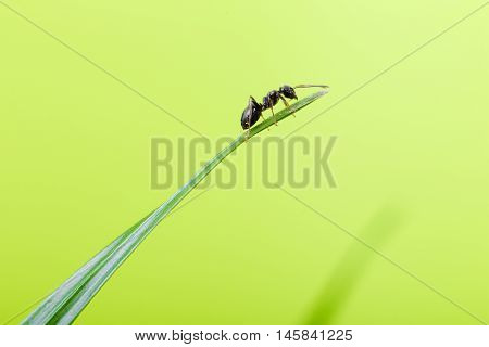 ant on a blade of grass on a green background close-up close-up black ant