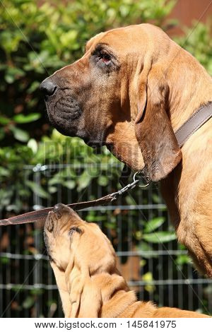 Portrait Of Adult Bloodhound With A Puppy