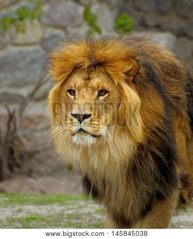 Portrait of a lion close up evil.