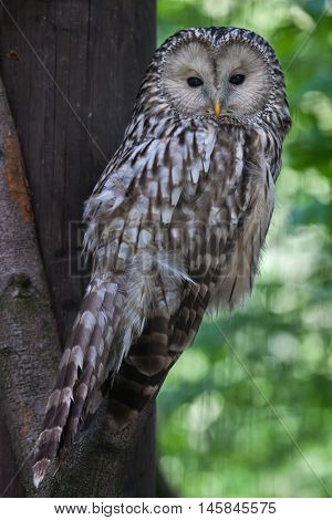 Ural owl (Strix uralensis). Wildlife animal. 