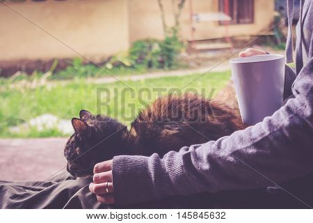 Tabby Cat Is Resting And Hands Holding A Cup Of Young Woman.