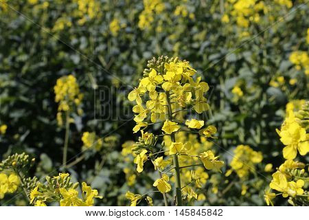 Bright yellow flowers winter cress close up